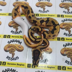 1.0 Pied leopardo pastel h clown