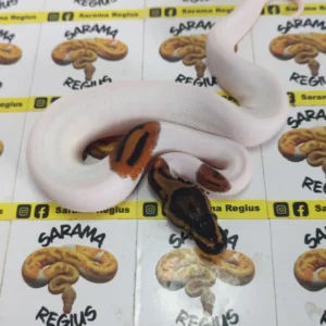 Pied het clown 0.1