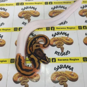 Pied leopardo pastel het clown 0.1