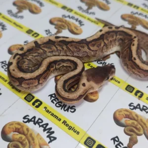 Pinsteipe cinnamon het albino