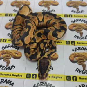 Pastel enchi het clown 0.1