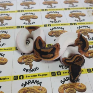 Pied het clown 0.1