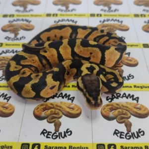 pastel enchi het clown 0.1