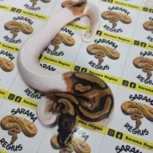 Pied leo pastel het clown 0.1
