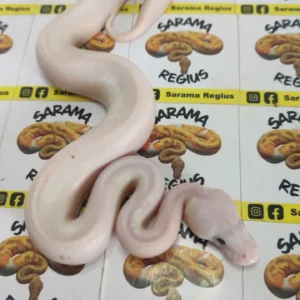 S Pied + 0.1