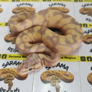 Banana Pastel het clown 0.1