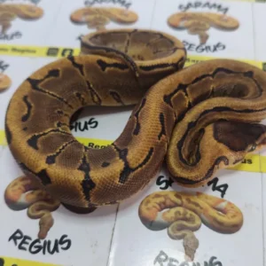 pinstripe het clown 0.1