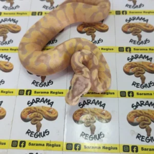 banana pastel enchi het clown 0.1