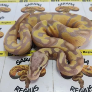 Banana pastel enchi het clown 1.0
