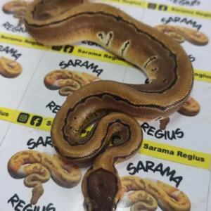 Pinstripe het clown1.0