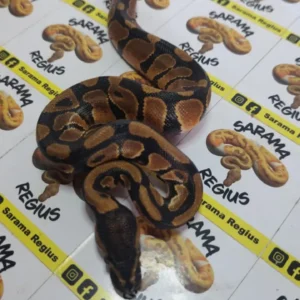 DH Pied clown 1.0