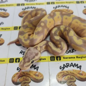 banana pastel enchi het clown 1.0