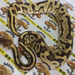 Leo fire het clown 0.1