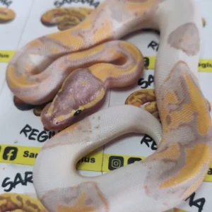 Pied Banana pastel SN 0.1